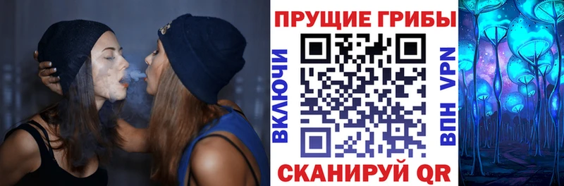 Купить где  Мглин  Галлюциногенные грибы Cubensis 